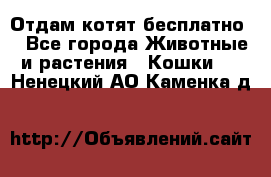 Отдам котят бесплатно  - Все города Животные и растения » Кошки   . Ненецкий АО,Каменка д.